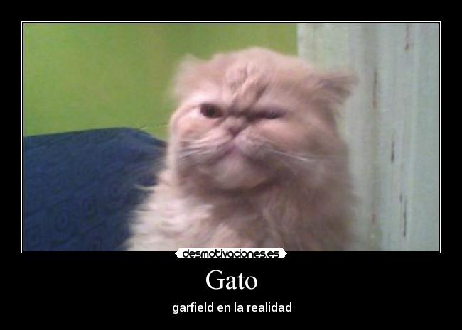 Gato - 