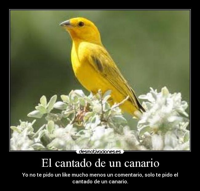 carteles cantado desmotivaciones