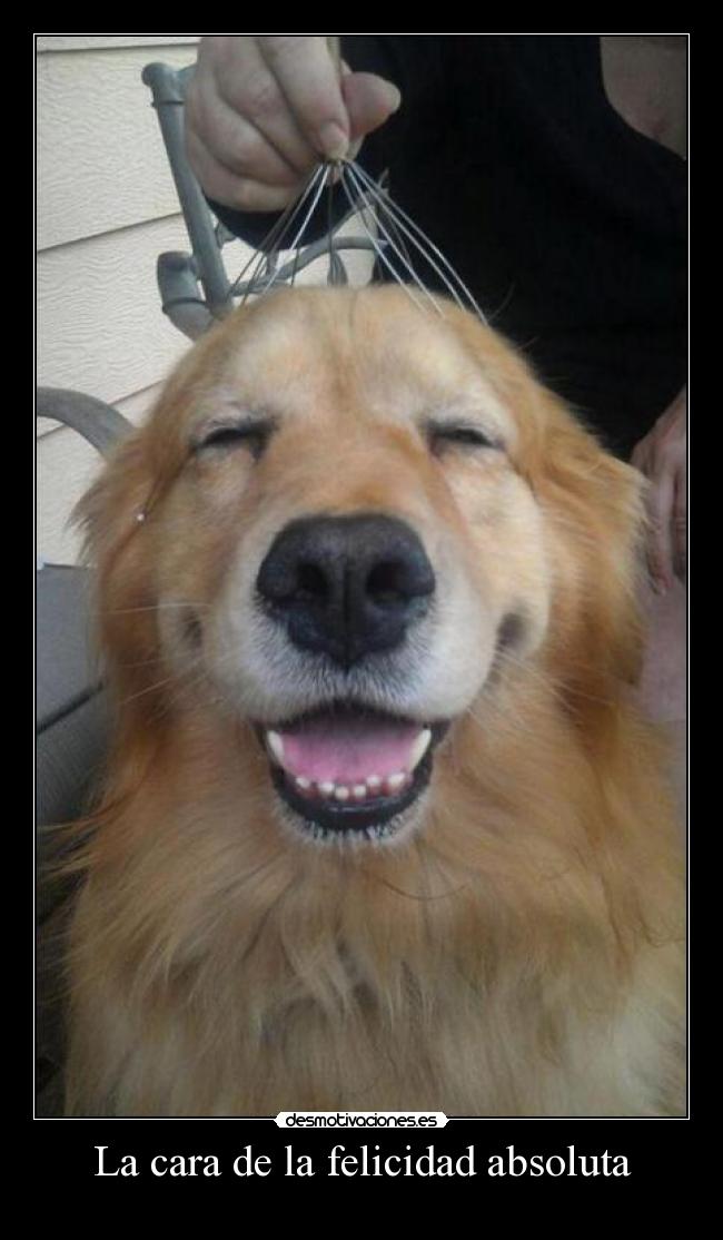 La cara de la felicidad absoluta - 