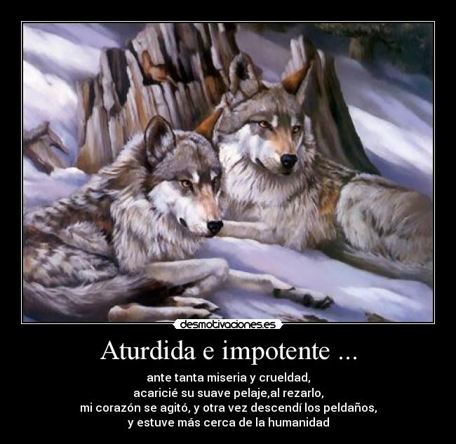Aturdida e impotente ... - ante tanta miseria y crueldad,
acaricié su suave pelaje,al rezarlo,
mi corazón se agitó, y otra vez descendí los peldaños,
y estuve más cerca de la humanidad