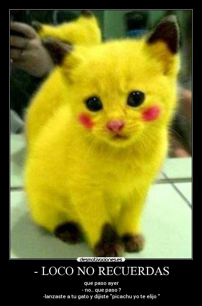 - LOCO NO RECUERDAS - que paso ayer
- no.. que paso ?
-lanzaste a tu gato y dijiste picachu yo te elijo