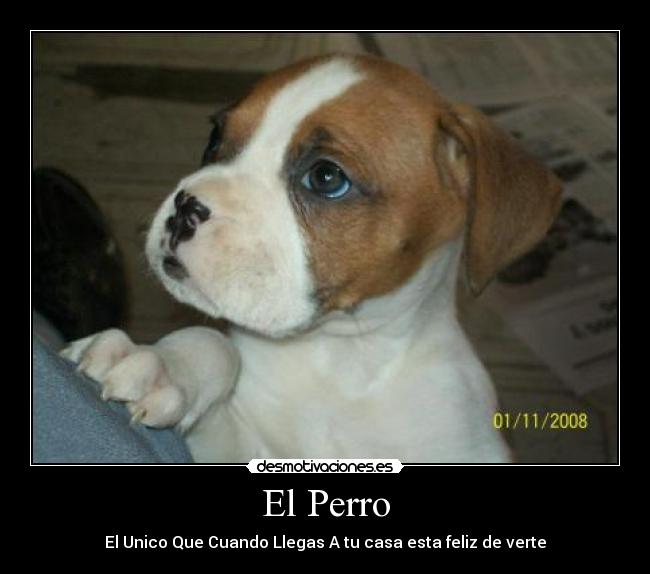 El Perro -