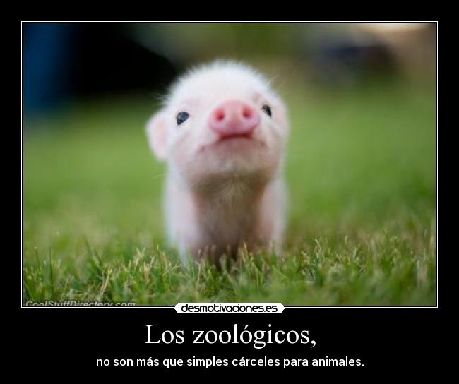 Los zoológicos, - 