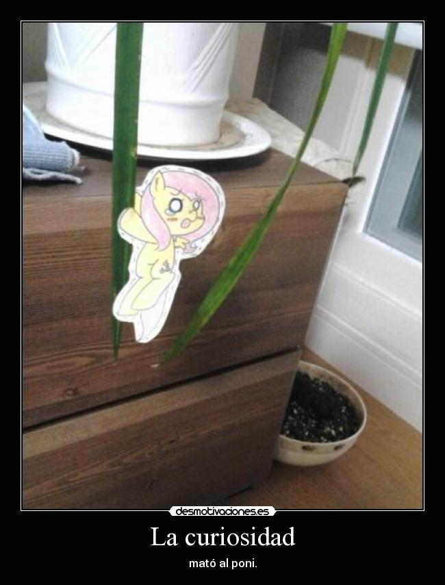 La curiosidad - mató al poni.