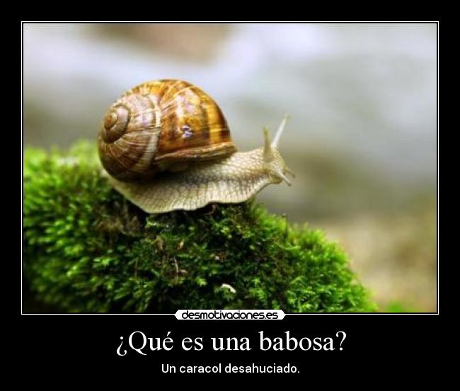 ¿Qué es una babosa? - Un caracol desahuciado.