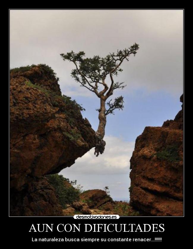 AUN CON DIFICULTADES - La naturaleza busca siempre su constante renacer...!!!!!!