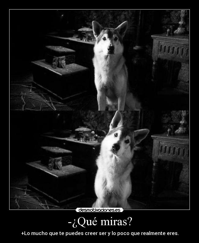 -¿Qué miras? -