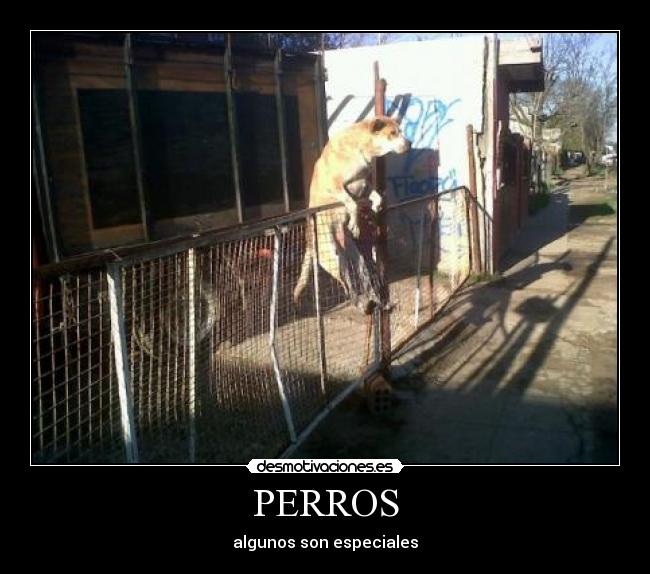 PERROS - 