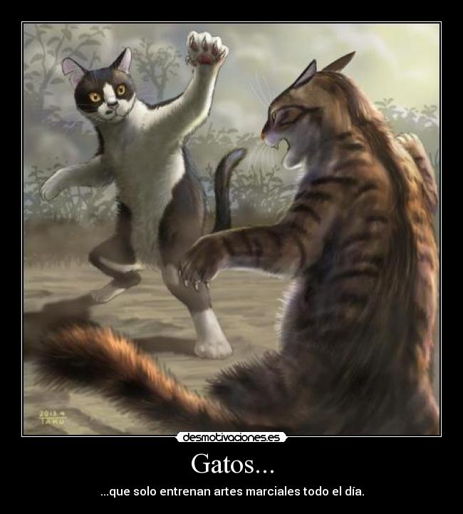 Gatos... - ...que solo entrenan artes marciales todo el día.