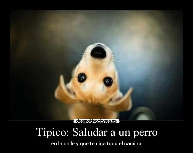 Típico: Saludar a un perro -