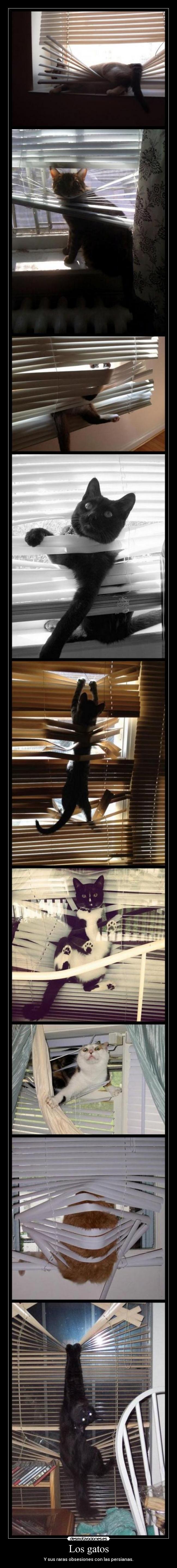 Los gatos - Y sus raras obsesiones con las persianas.