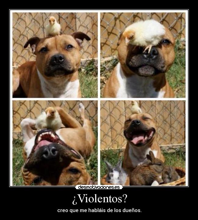 ¿Violentos? - creo que me habláis de los dueños.