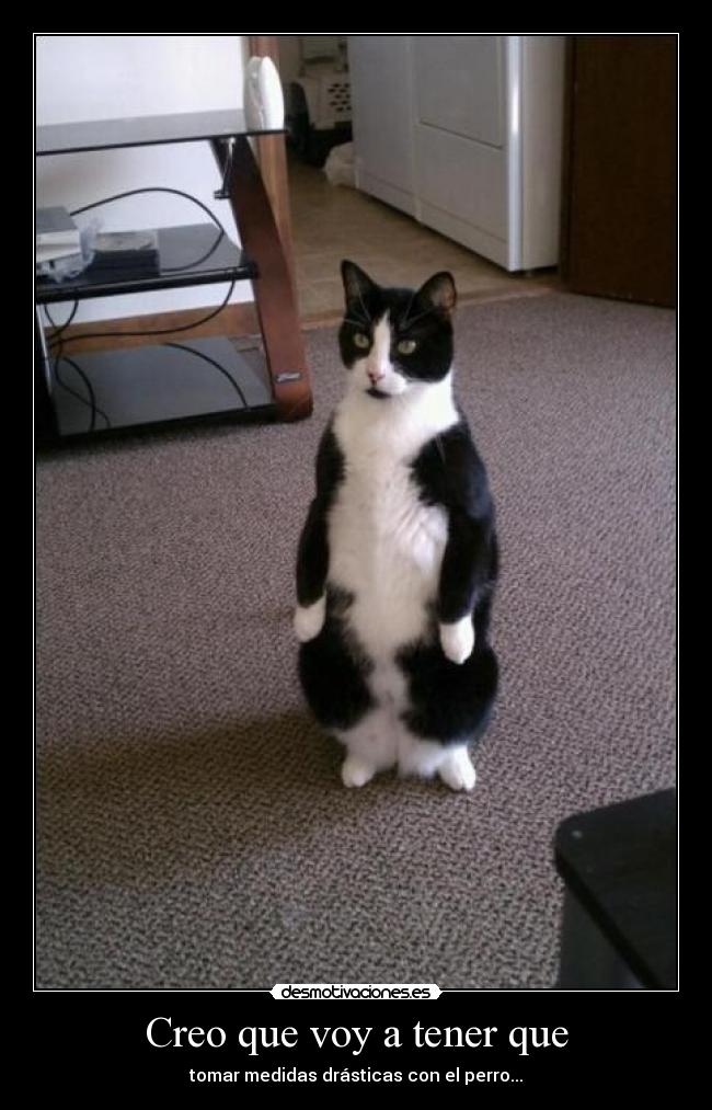 Creo que voy a tener que - tomar medidas drásticas con el perro...
