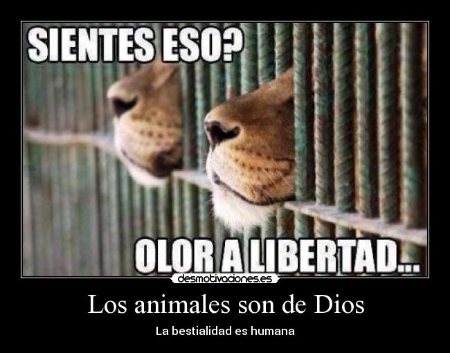 carteles animales dios bestialidad humana desmotivaciones