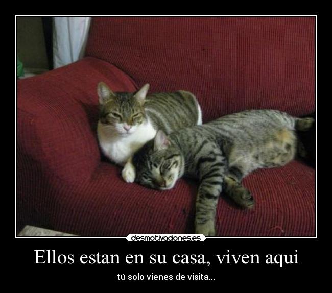 carteles casa gatos desmotivaciones