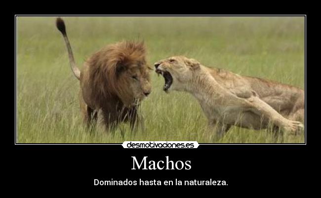 Machos - Dominados hasta en la naturaleza.