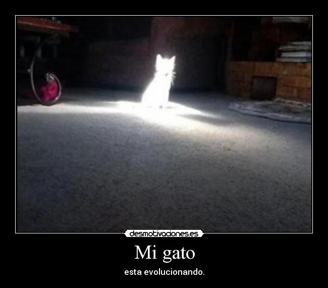 Mi gato - esta evolucionando.