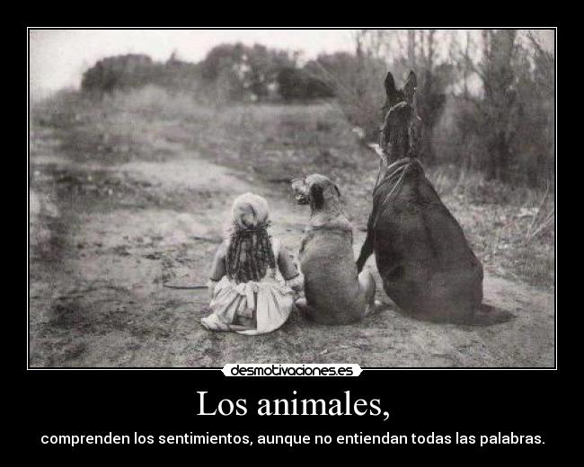 Los animales, - comprenden los sentimientos, aunque no entiendan todas las palabras.