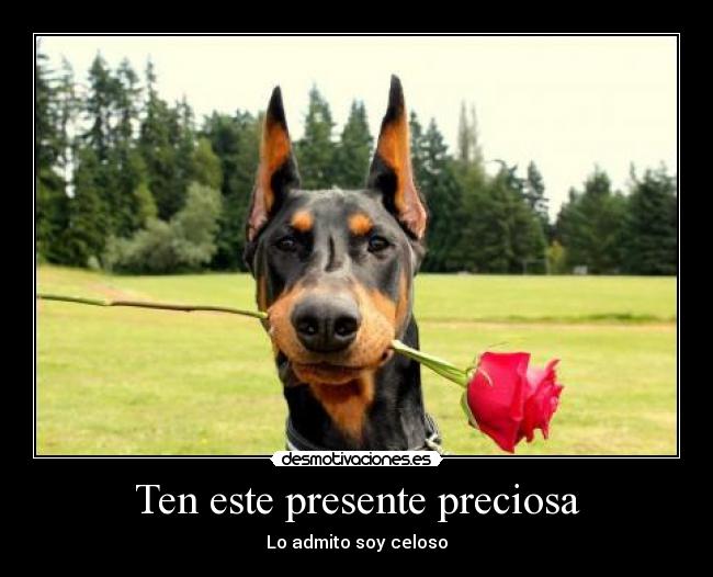 Ten este presente preciosa - Lo admito soy celoso