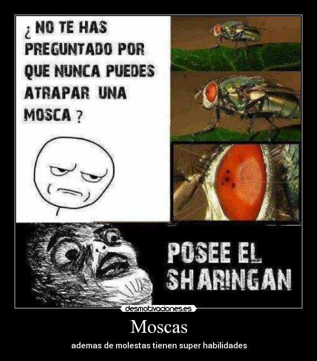 Moscas - ademas de molestas tienen super habilidades