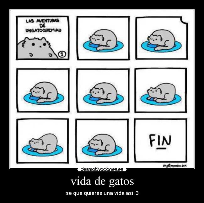 vida de gatos - se que quieres una vida asi :3