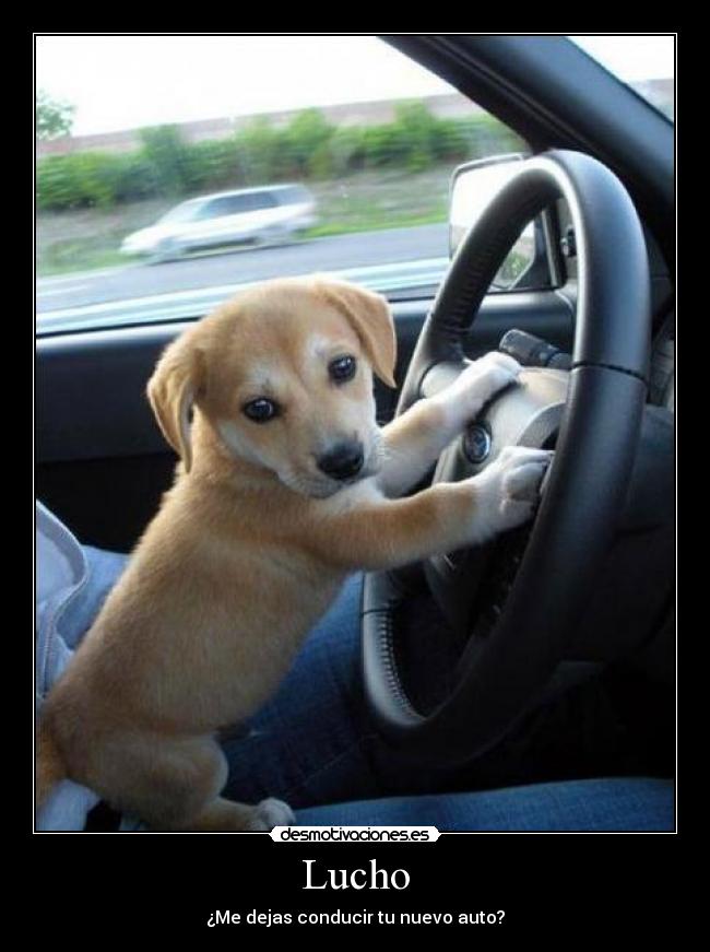 Lucho - ¿Me dejas conducir tu nuevo auto?