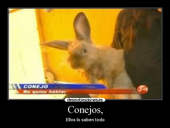 Conejos, -
