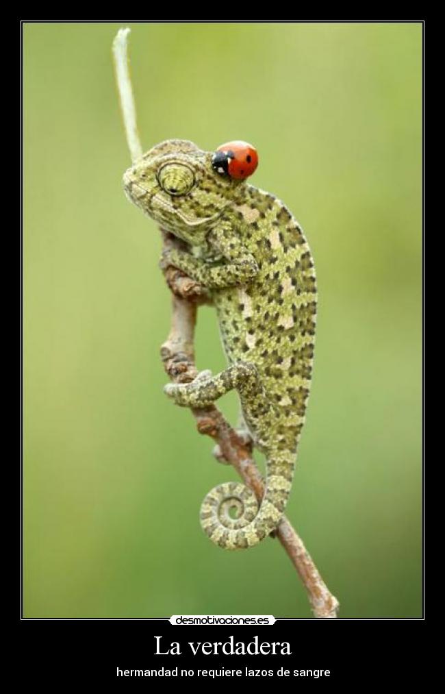 La verdadera - hermandad no requiere lazos de sangre