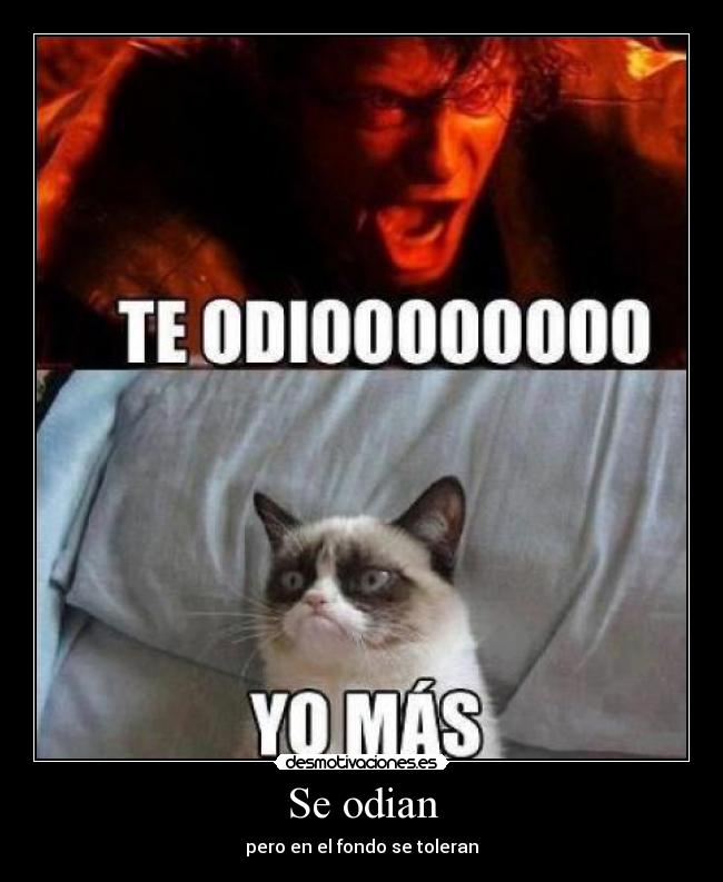 Se odian - pero en el fondo se toleran