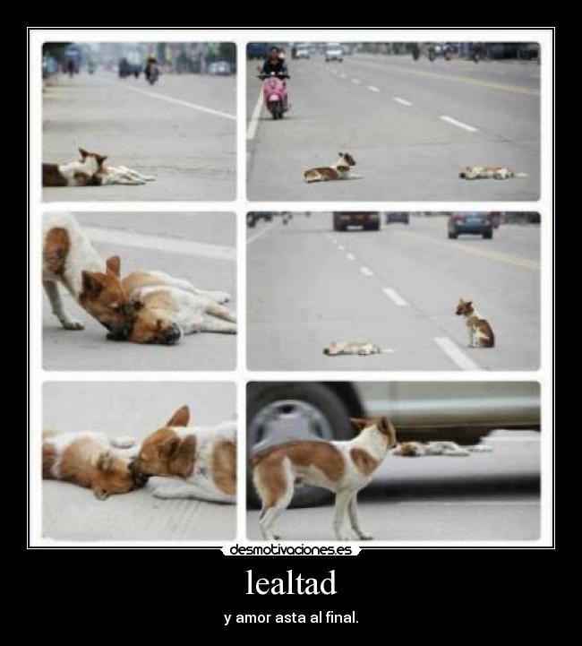 lealtad - y amor asta al final.