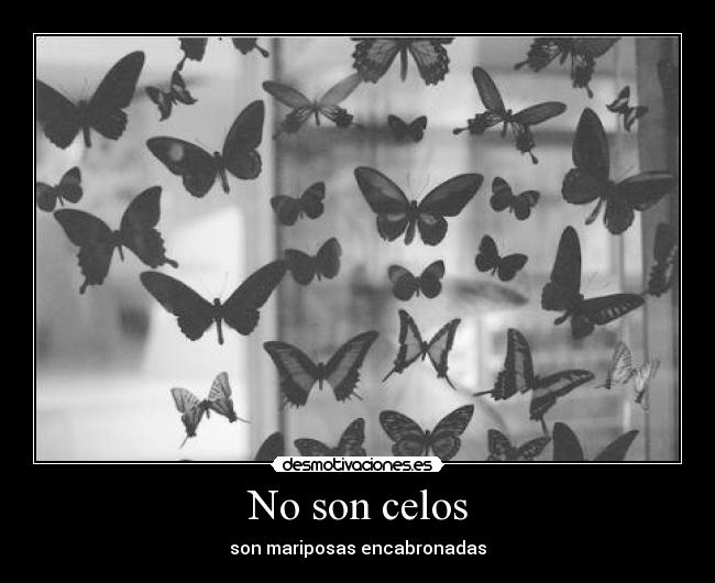 No son celos - son mariposas encabronadas