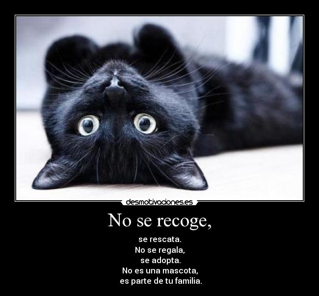 No se recoge, -