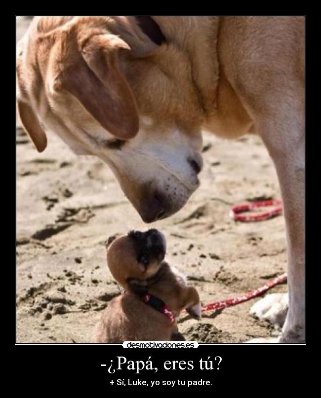 -¿Papá, eres tú? - + Sí, Luke, yo soy tu padre.
