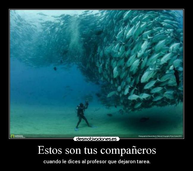 Estos son tus compañeros - 