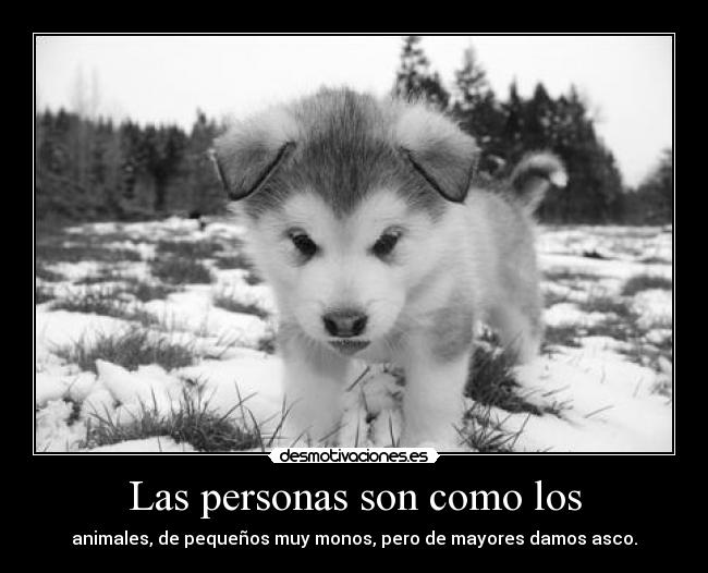 Las personas son como los -