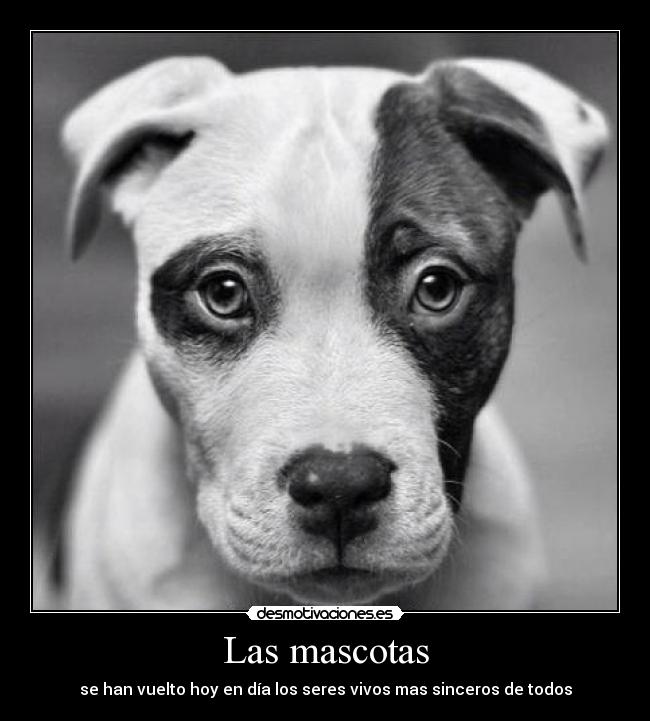 Las mascotas - se han vuelto hoy en día los seres vivos mas sinceros de todos