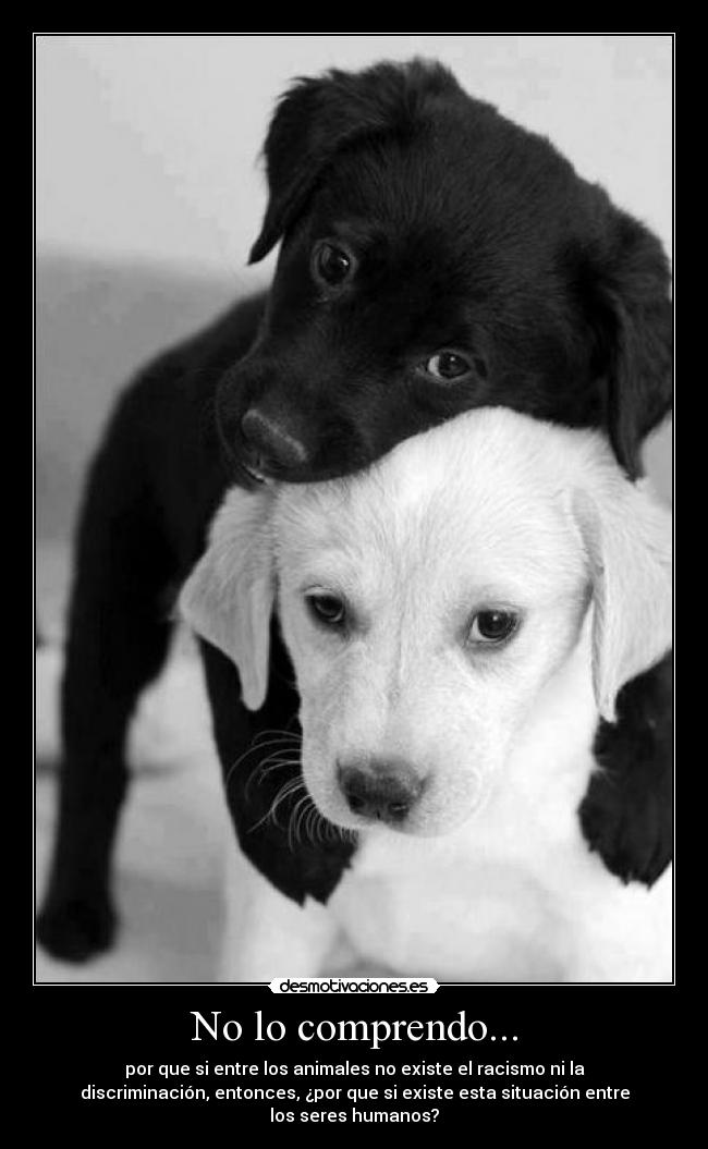 No lo comprendo... - por que si entre los animales no existe el racismo ni la
discriminación, entonces, ¿por que si existe esta situación entre
los seres humanos?