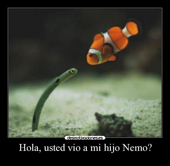 Hola, usted vio a mi hijo Nemo? - 