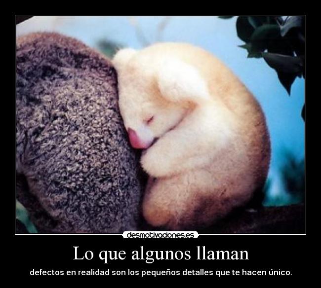 carteles asunayuuki amo los koalas koala albino divino desmotivaciones