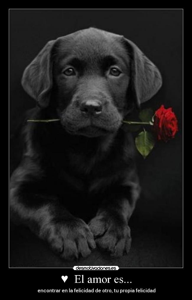 ♥ El amor es... - ♥ encontrar en la felicidad de otro, tu propia felicidad ♥