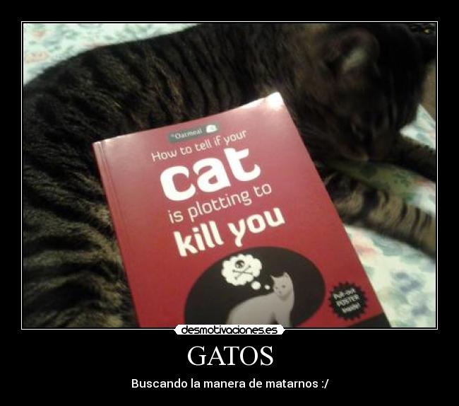 GATOS - Buscando la manera de matarnos :/