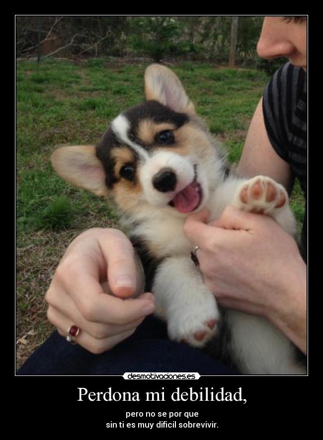Perdona mi debilidad, -