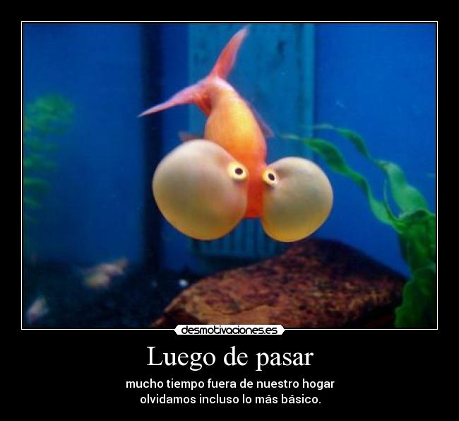 Álbumes 93+ Foto Porque Mi Pez