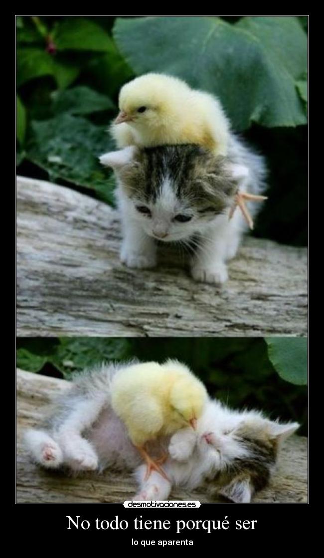 carteles piolin desmotivaciones