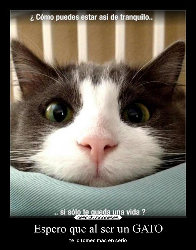 Espero que al ser un GATO -