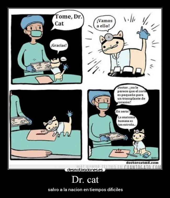 Dr. cat -