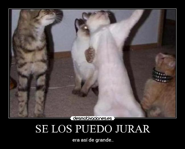 SE LOS PUEDO JURAR - era así de grande..