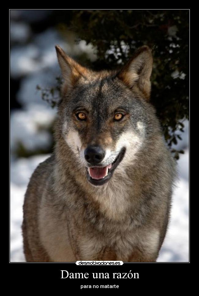 carteles malaquita desmotivaciones