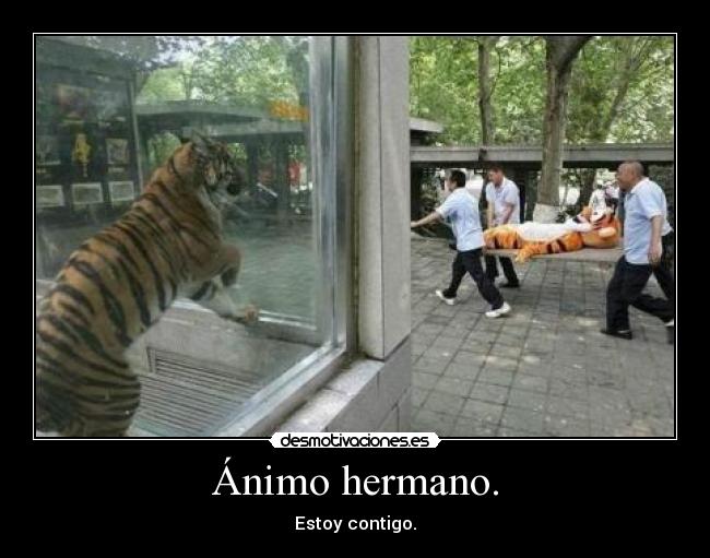 Ánimo hermano. - Estoy contigo.