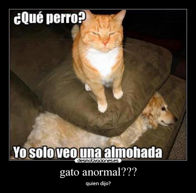 gato anormal??? - quien dijo?